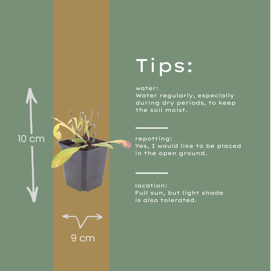 Livraison plante Hélénie orange