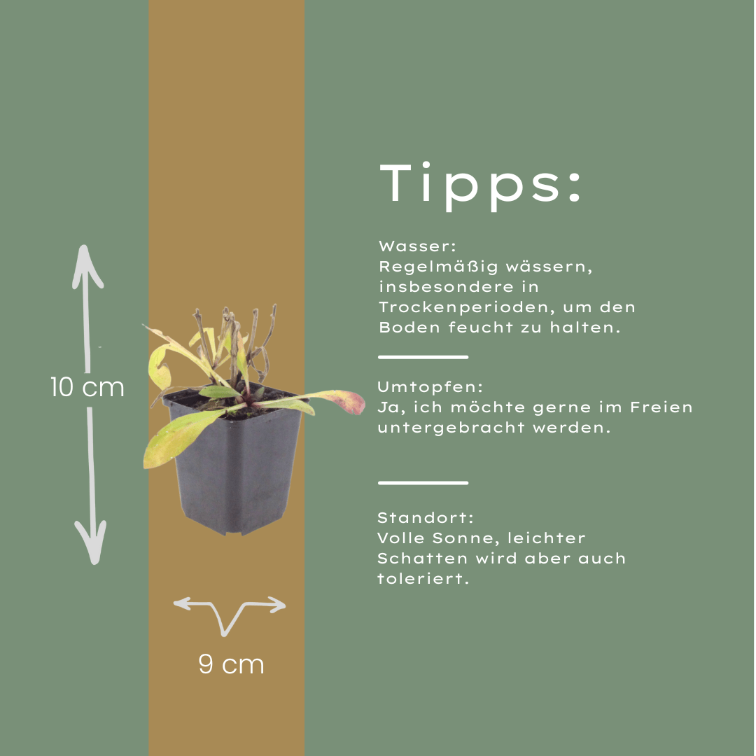 Livraison plante Hélénie orange