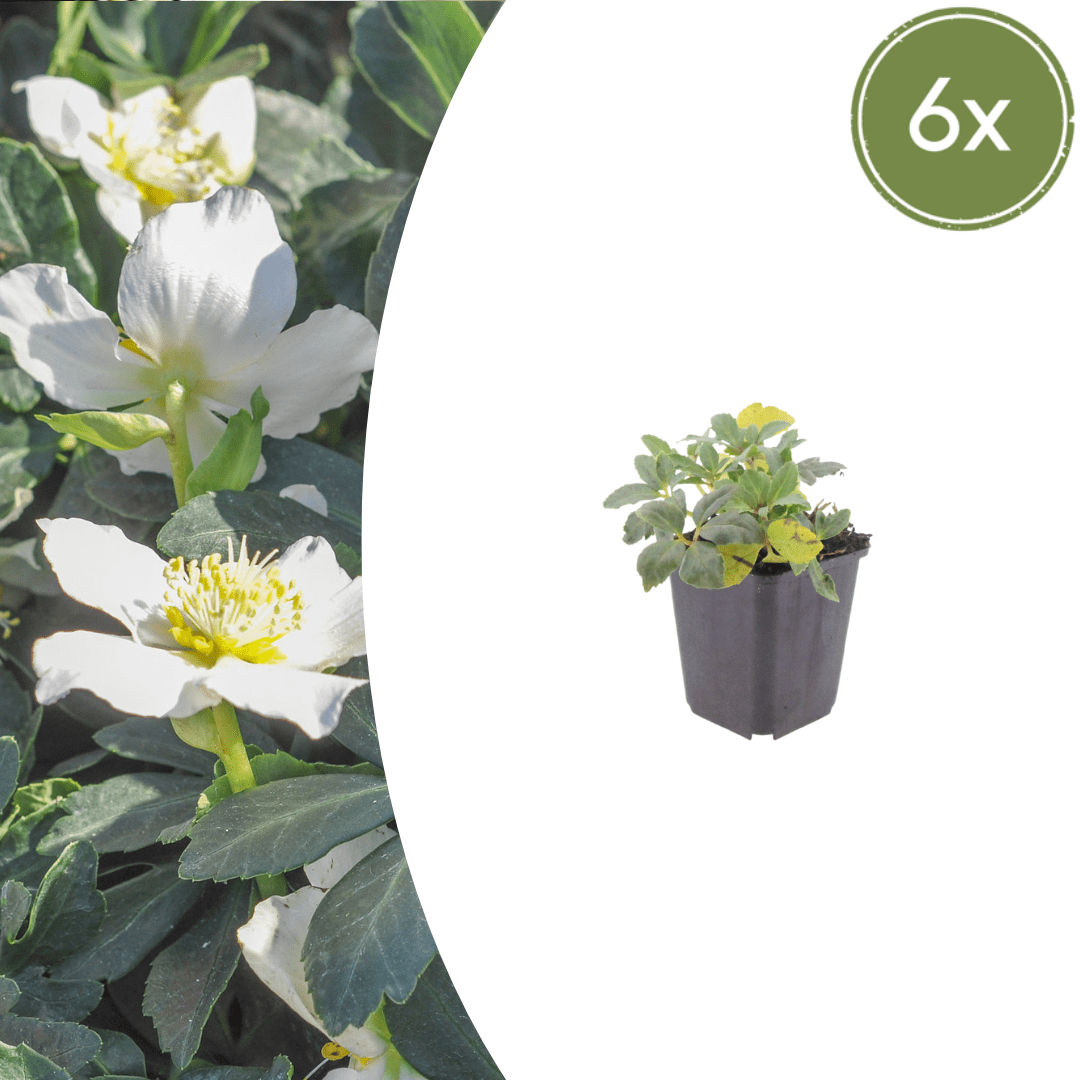 Livraison plante Hellebore blanc niger