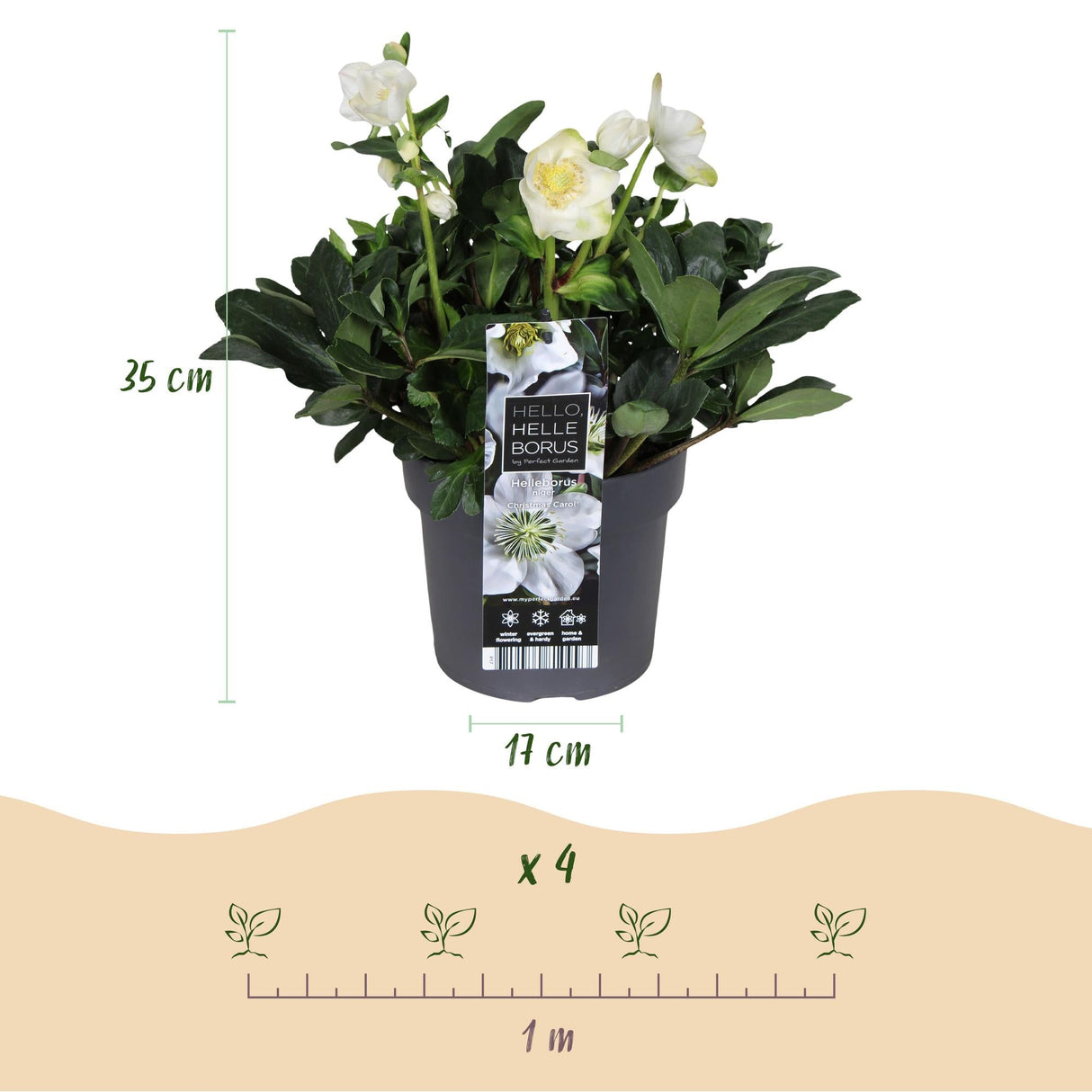 Livraison plante Hellébore Christmas Carol – Lot de 1 – Pot 17 cm