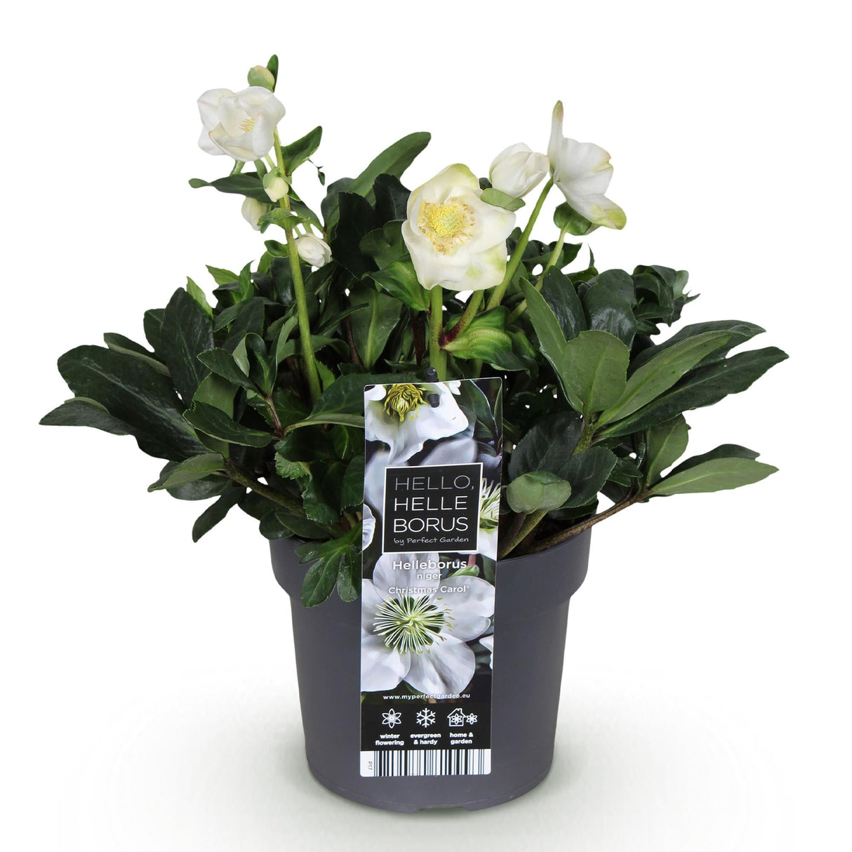 Livraison plante Hellébore Christmas Carol – Lot de 1 – Pot 17 cm