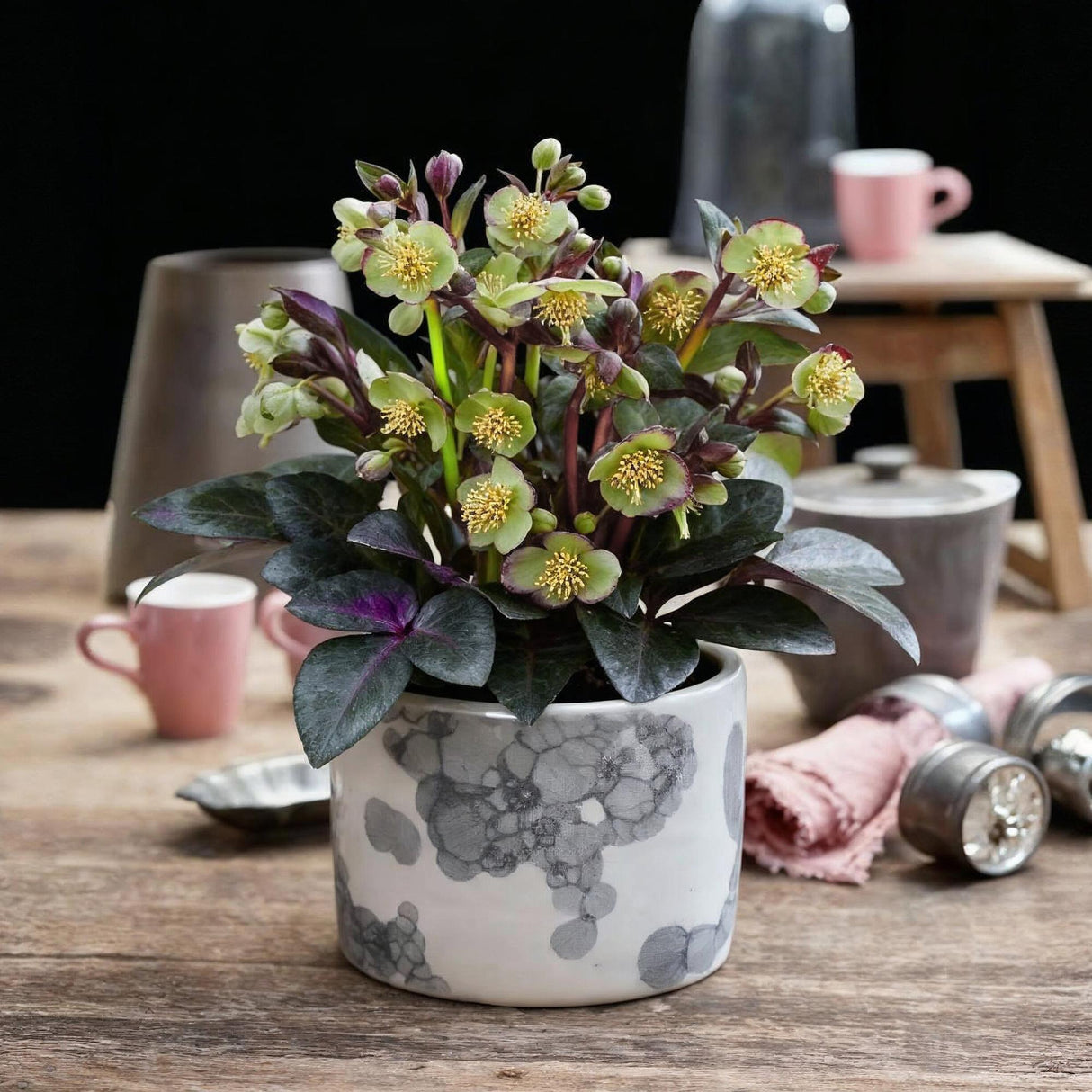Livraison plante Hellébore livida Purple Marble – Pot 14 cm – Hauteur 35 cm
