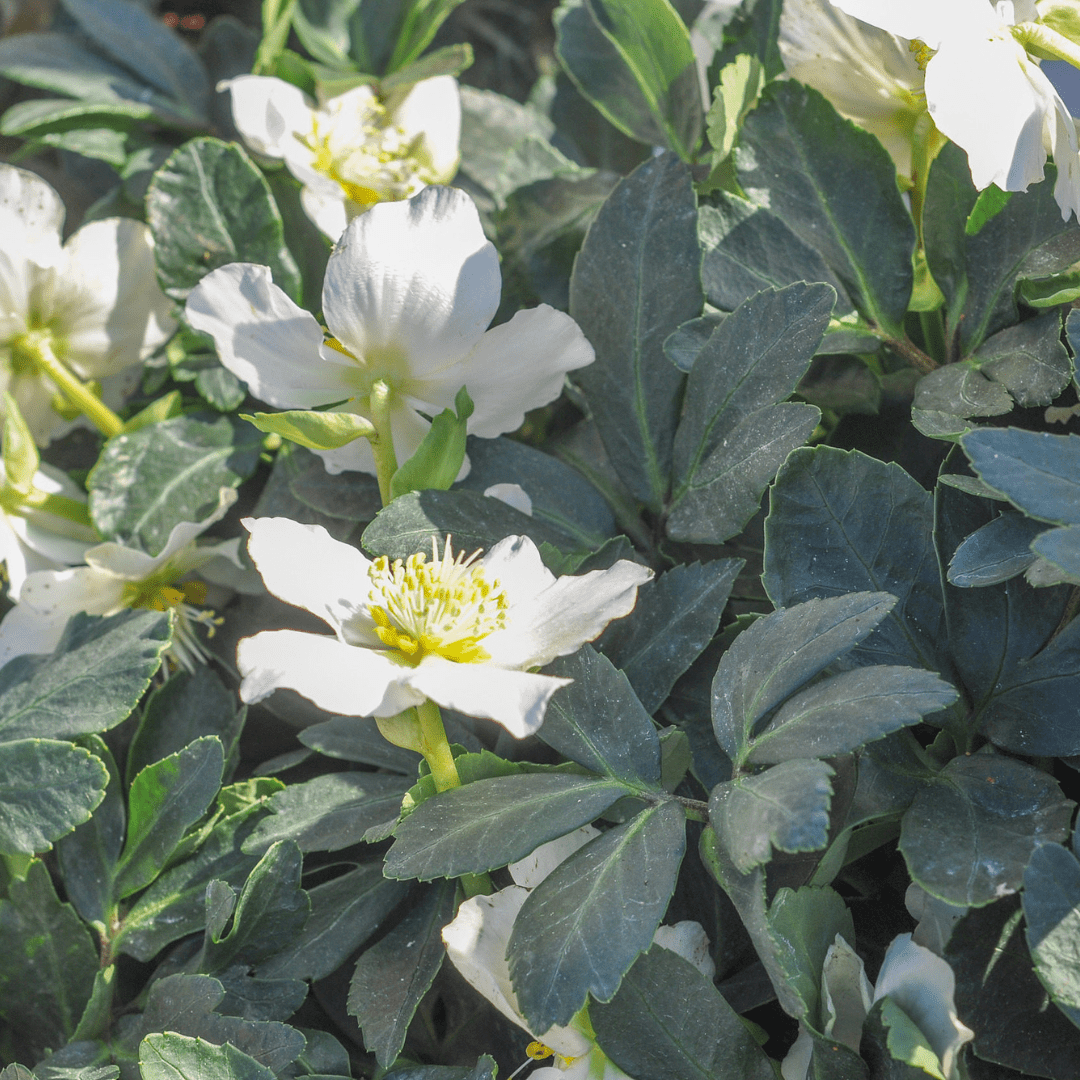 Livraison plante Hellebore oriental