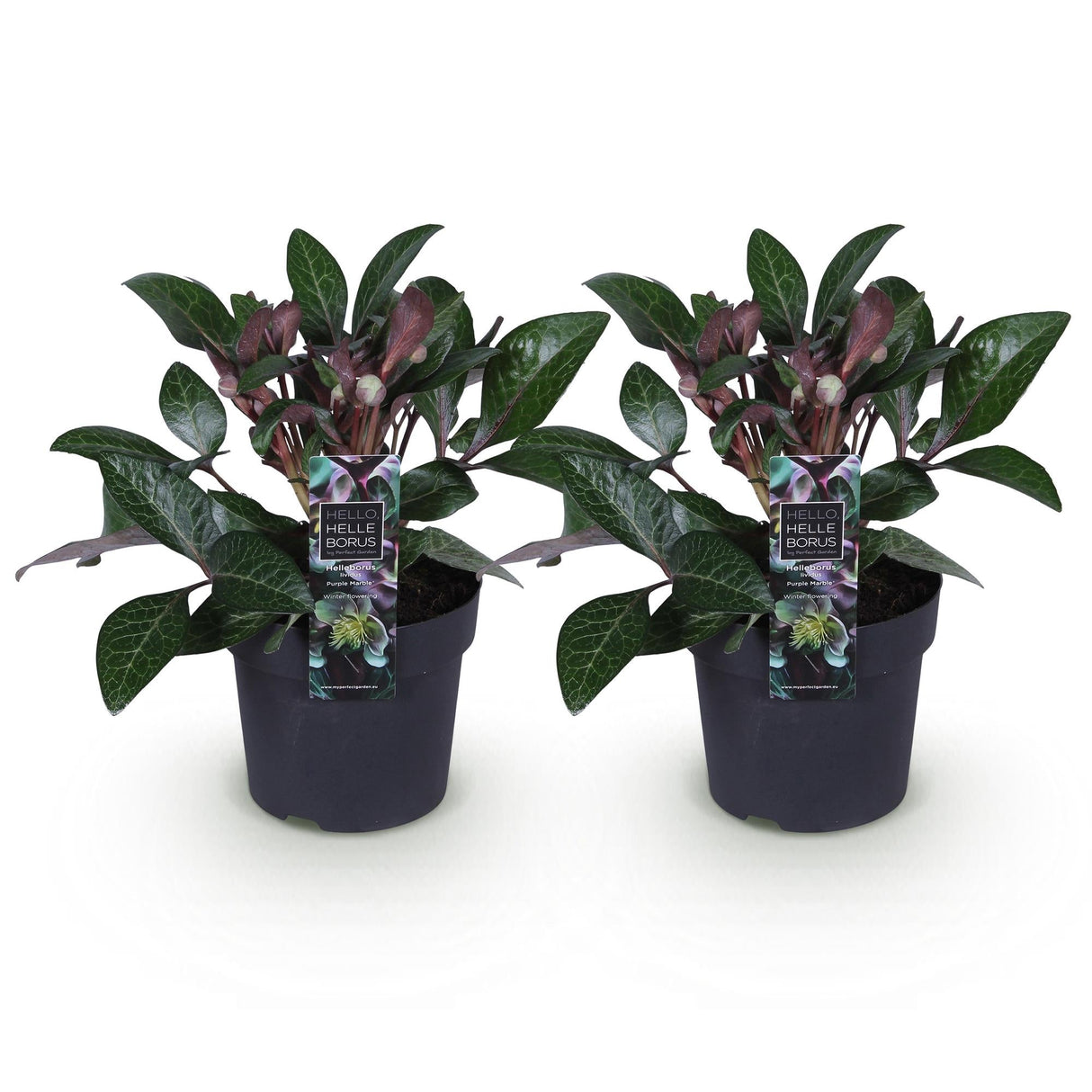 Livraison plante Hellébore Purple Marble – Lot de 2 – Pot 14 cm