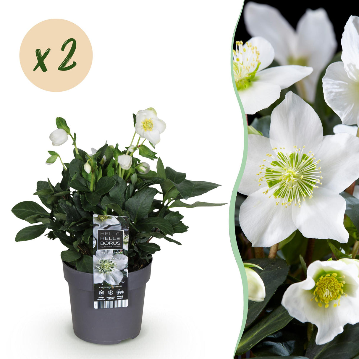 Livraison plante Helleborus Christmas Carol – Lot de 2 – Pot 14 cm