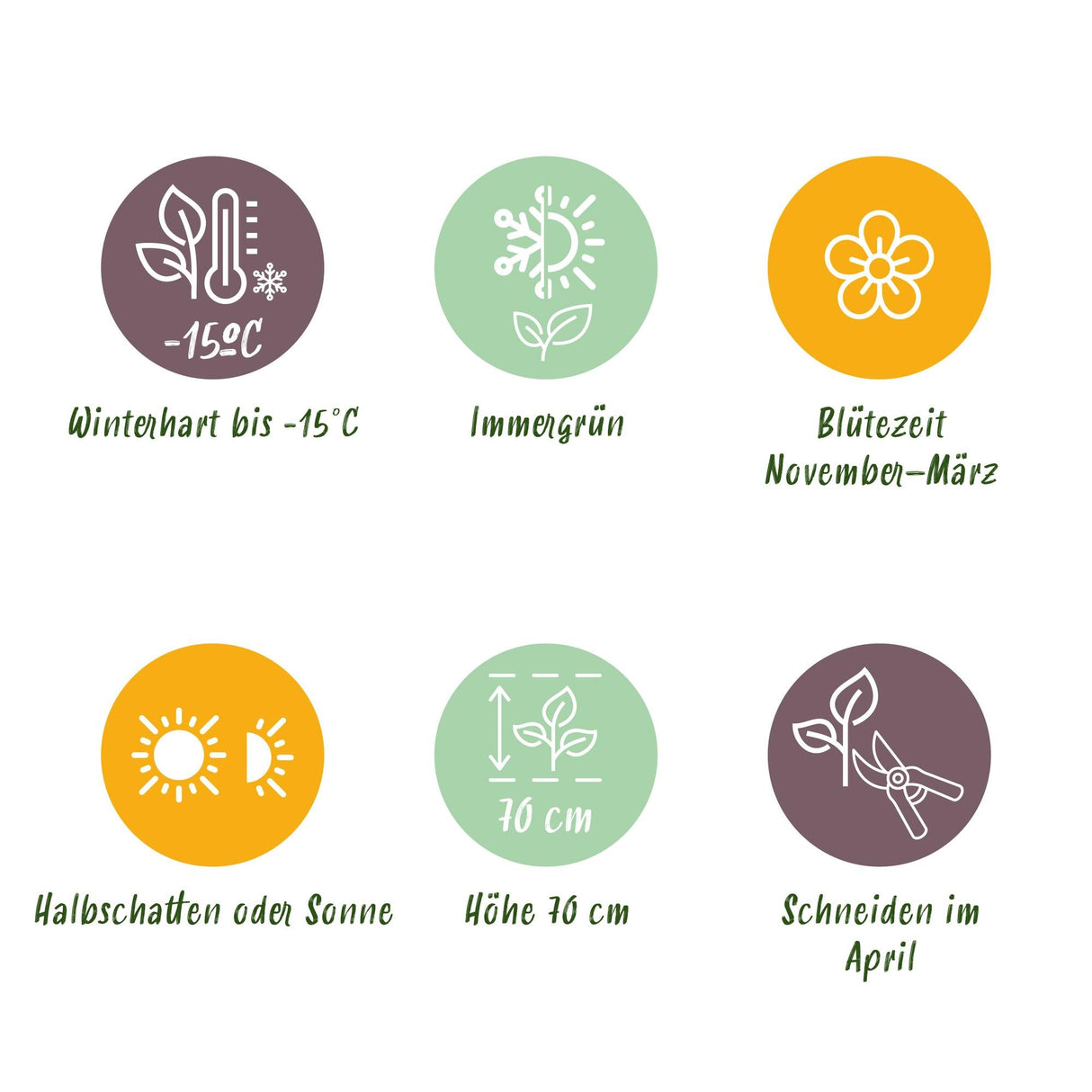 Livraison plante Helleborus Dacaya – Lot de 1 – Pot 19 cm – Hauteur 50 cm