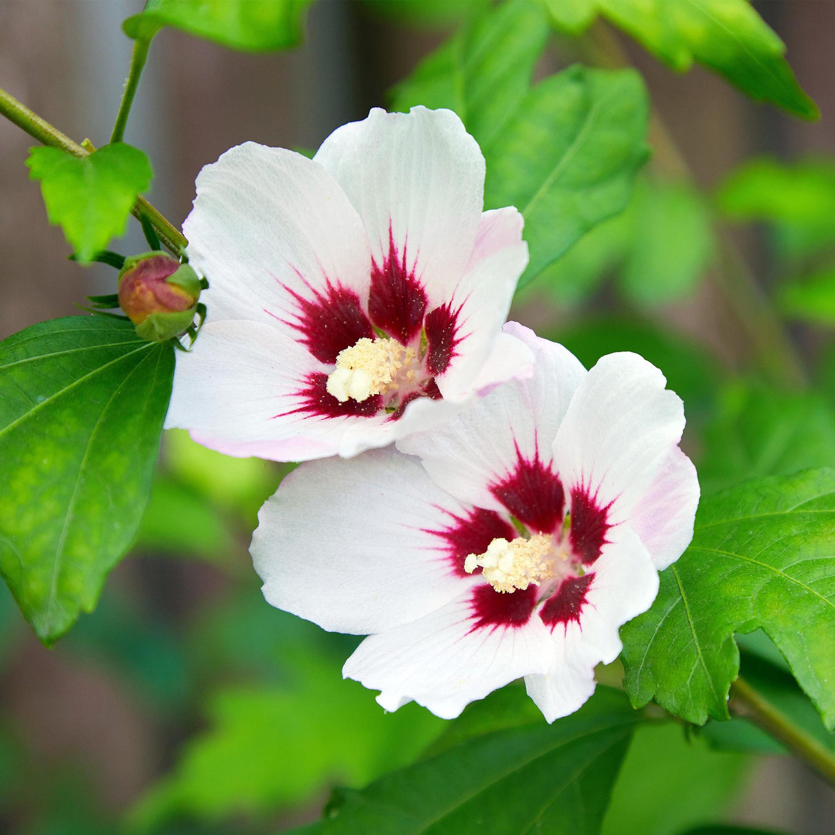Livraison plante Hibiscus syriacus Hamabo – Pot 17 cm – Hauteur 45 cm