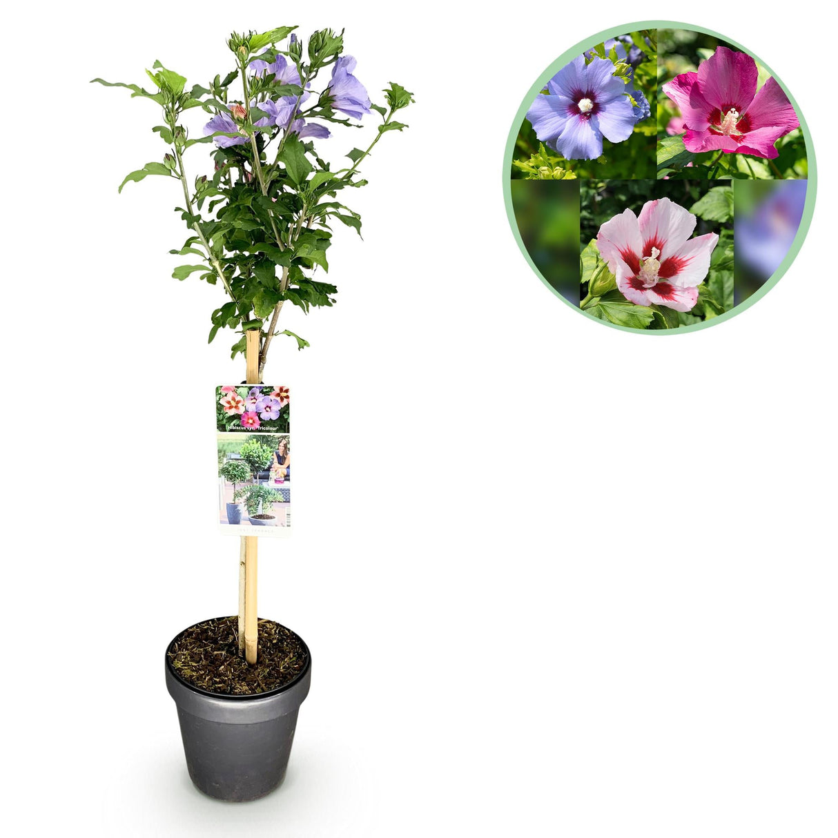 Livraison plante Hibiscus syriacus Tricolour – Pot 19 cm – Hauteur 90 cm
