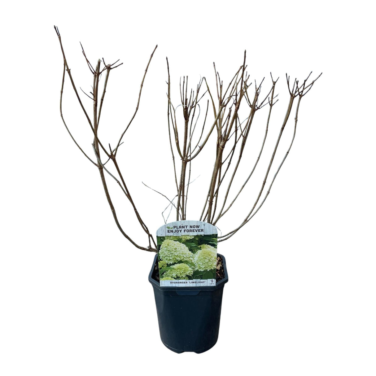 Livraison plante Hortensia Limelight – Lot de 3 – Pot 17 cm – Hauteur 50 cm