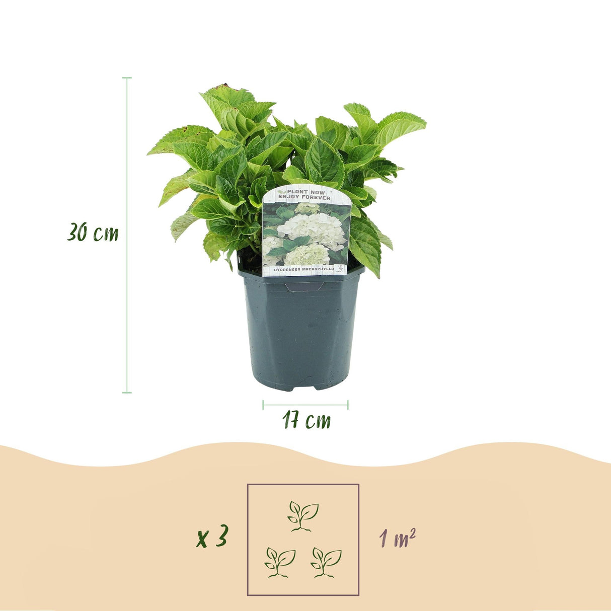 Livraison plante Hortensia Macrophylla Blanc – Pot 17 cm – Hauteur 30 cm