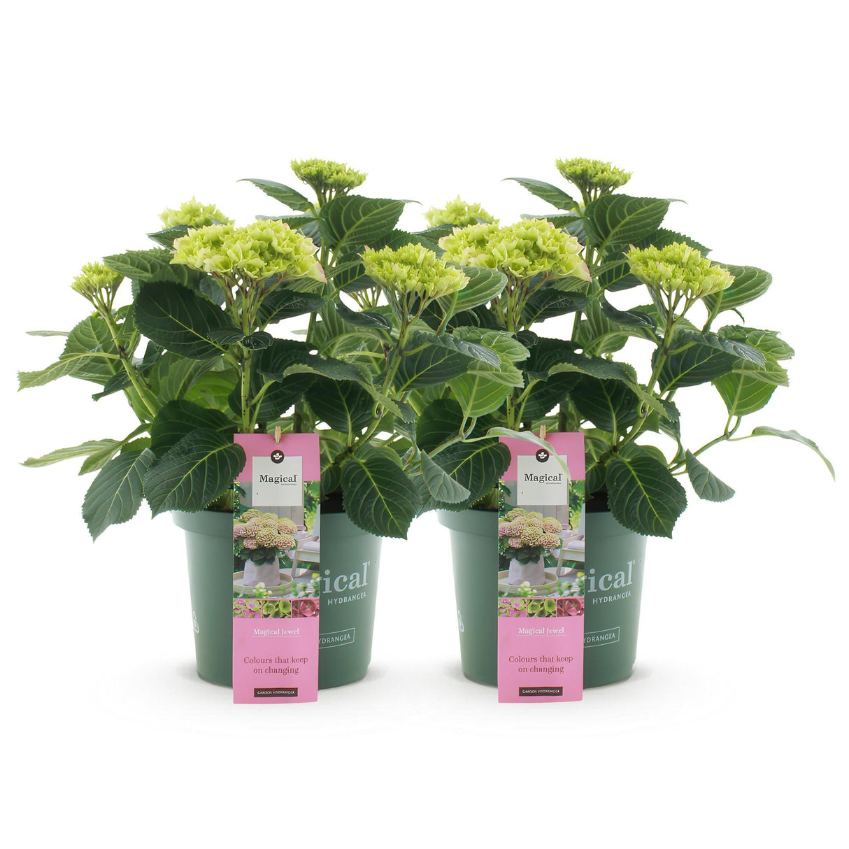 Livraison plante Hortensia Magical Jewel Pink – Lot de 2 – Hauteur 55 cm