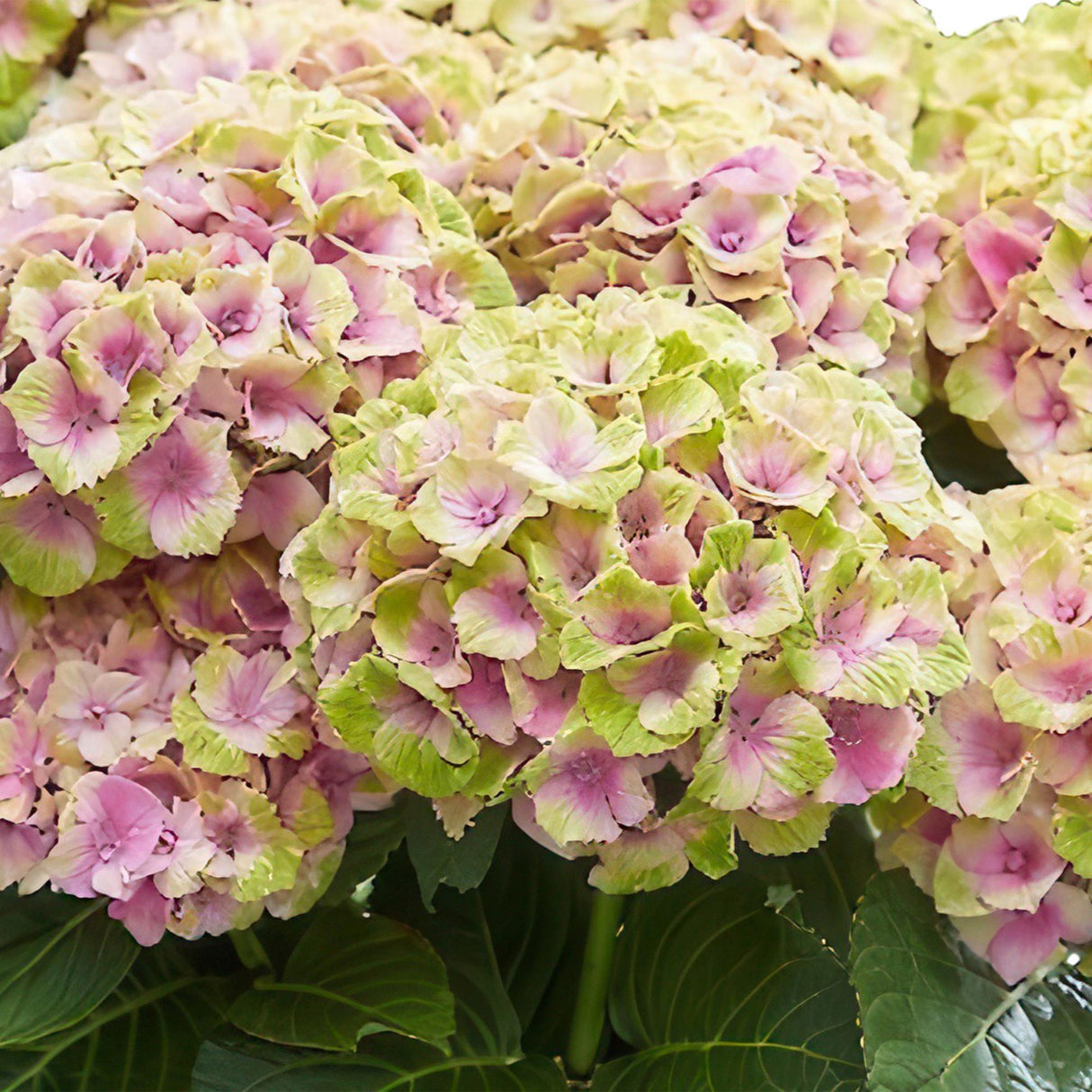 Livraison plante Hortensia Magical Jewel Pink – Pot 23 cm – Hauteur 55 cm