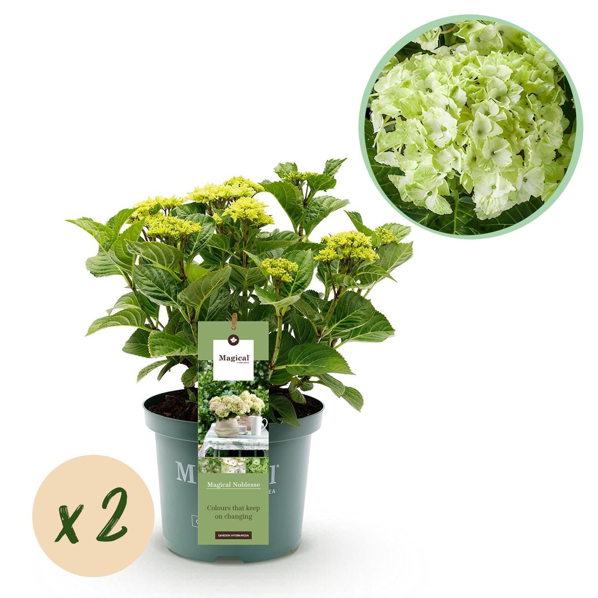 Livraison plante Hortensia Magical Noblesse