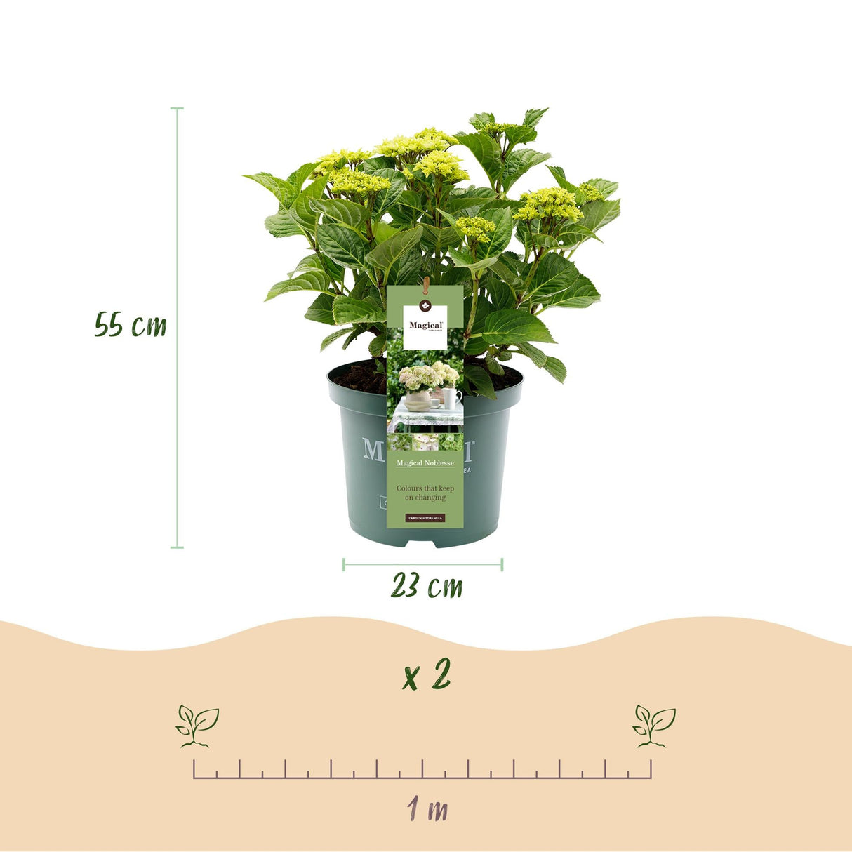 Livraison plante Hortensia Magical Noblesse – Pot 23 cm – Hauteur 55 cm