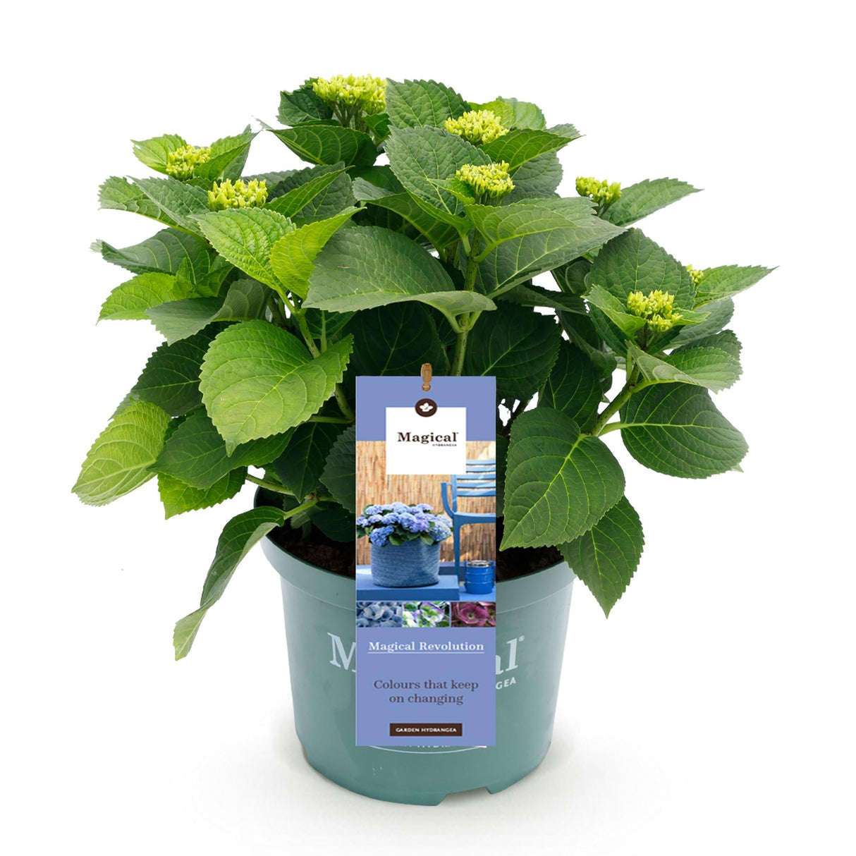 Livraison plante Hortensia Magical Revolution Blue – Pot 23cm – Hauteur 55cm