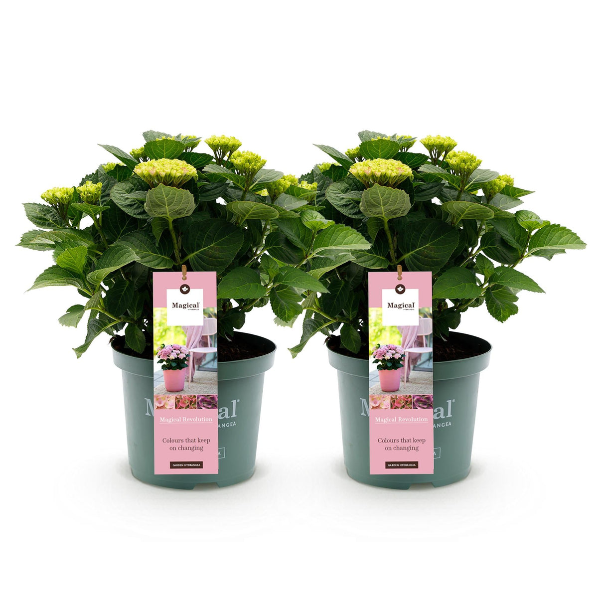 Livraison plante Hortensia Magical Revolution Pink – Lot de 2 – Pot 23 cm