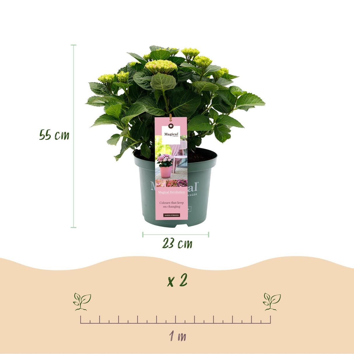 Livraison plante Hortensia Magical Revolution Pink – Lot de 2 – Pot 23 cm