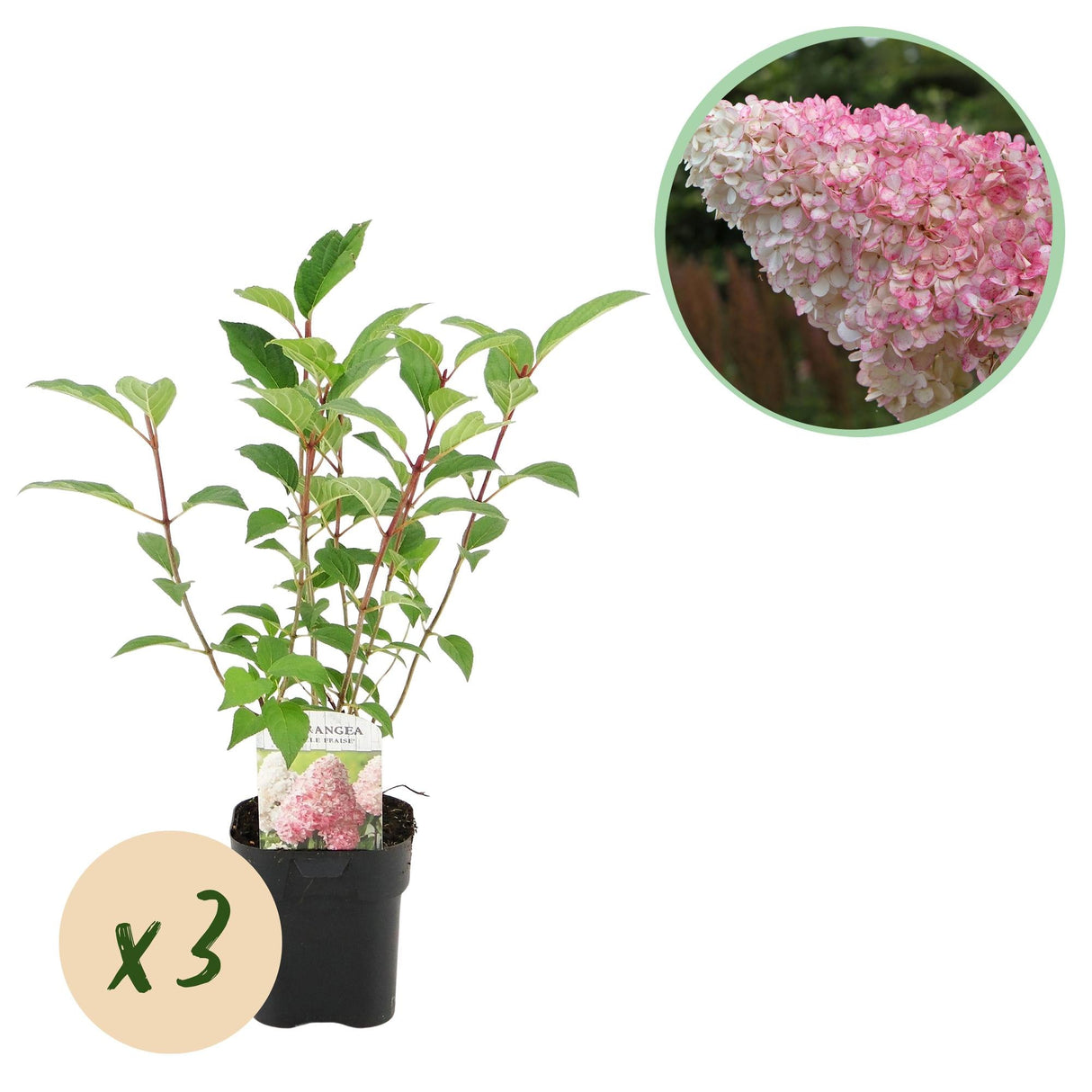 Livraison plante Hortensia paniculata Vanille Fraise – Lot de 3 – Pot 17 cm