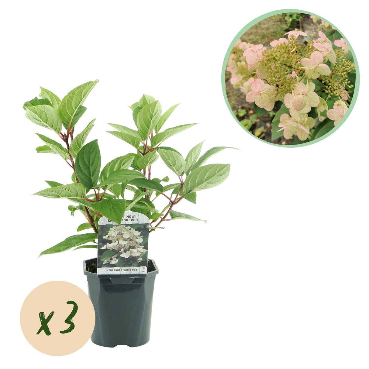 Livraison plante Hortensia Panniculata Wims Red – Lot de 3 – Hauteur 50 cm