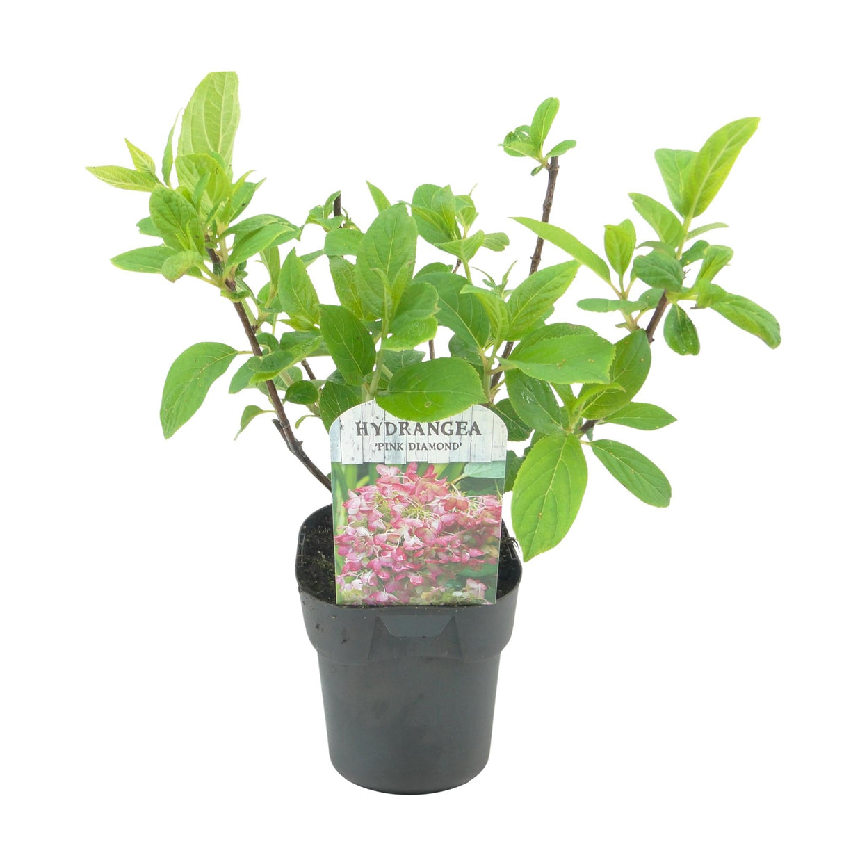 Livraison plante Hortensia Pink Diamond – Lot de 3 – Pot 17cm – Hauteur 50cm
