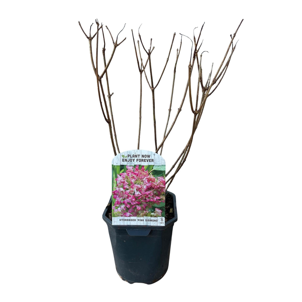 Livraison plante Hortensia Pink Diamond – Lot de 3 – Pot 17cm – Hauteur 50cm