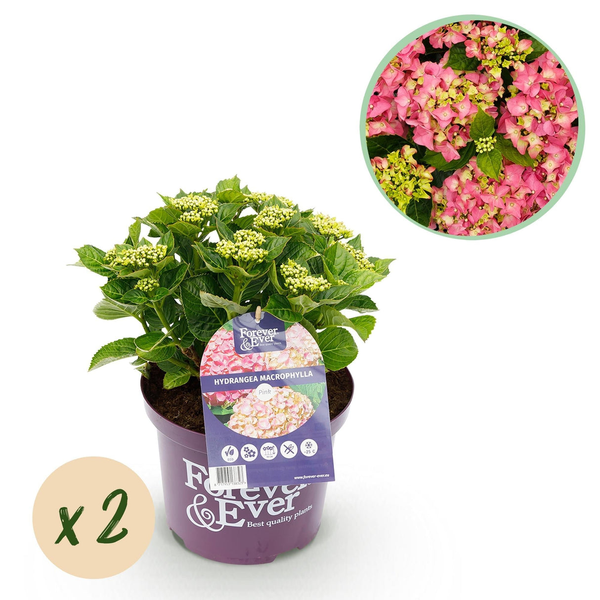 Livraison plante Hortensia rose en pot