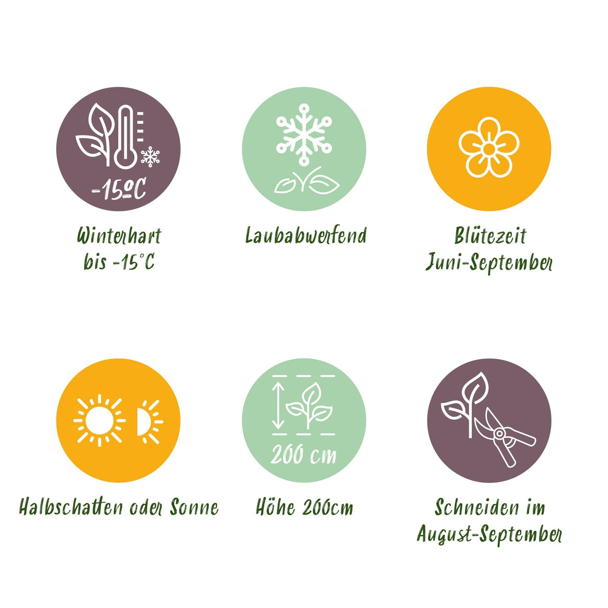 Livraison plante Hortensia Rose – Lot de 3 – Pot 17 cm – Hauteur 30 cm