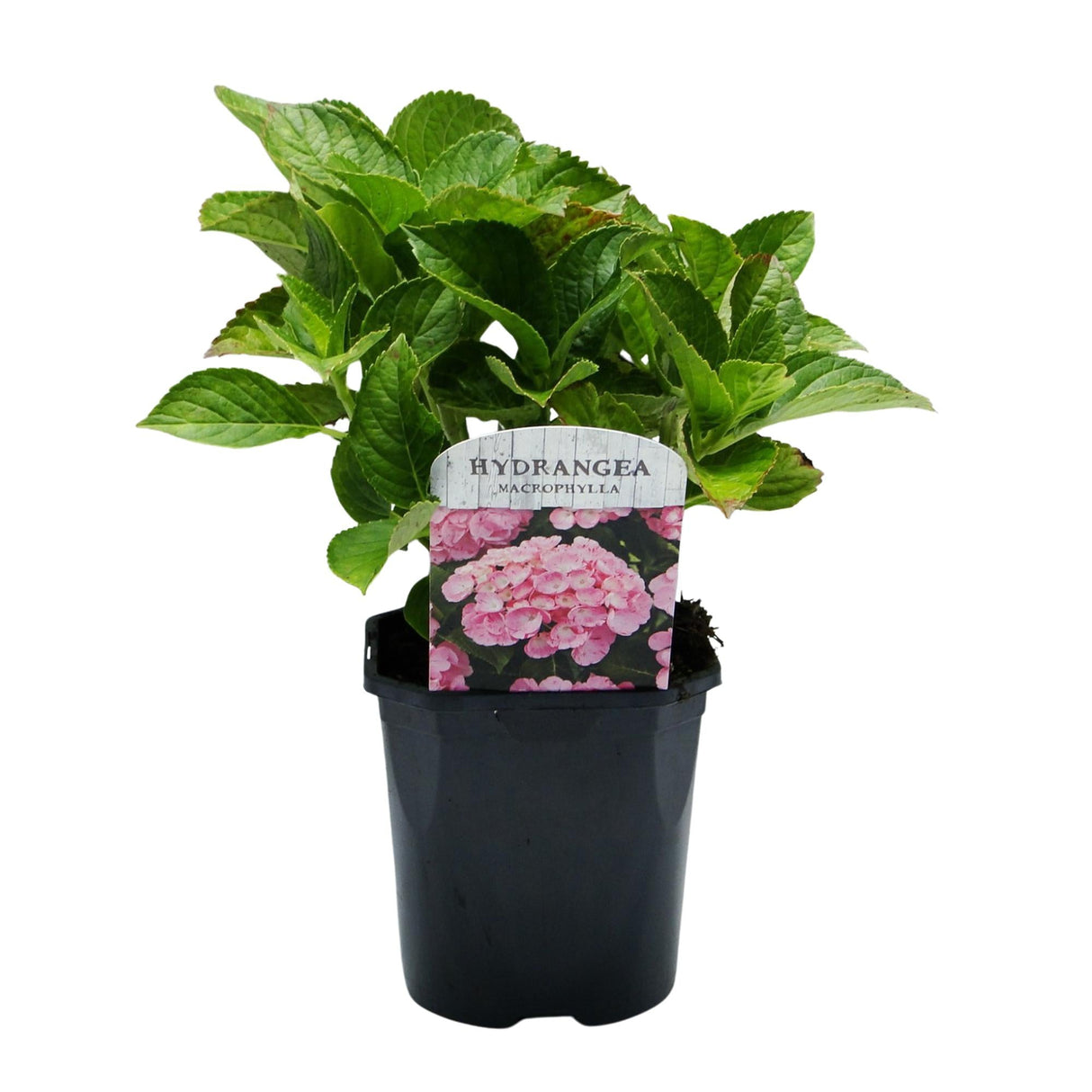 Livraison plante Hortensia Rose – Lot de 3 – Pot 17 cm – Hauteur 30 cm
