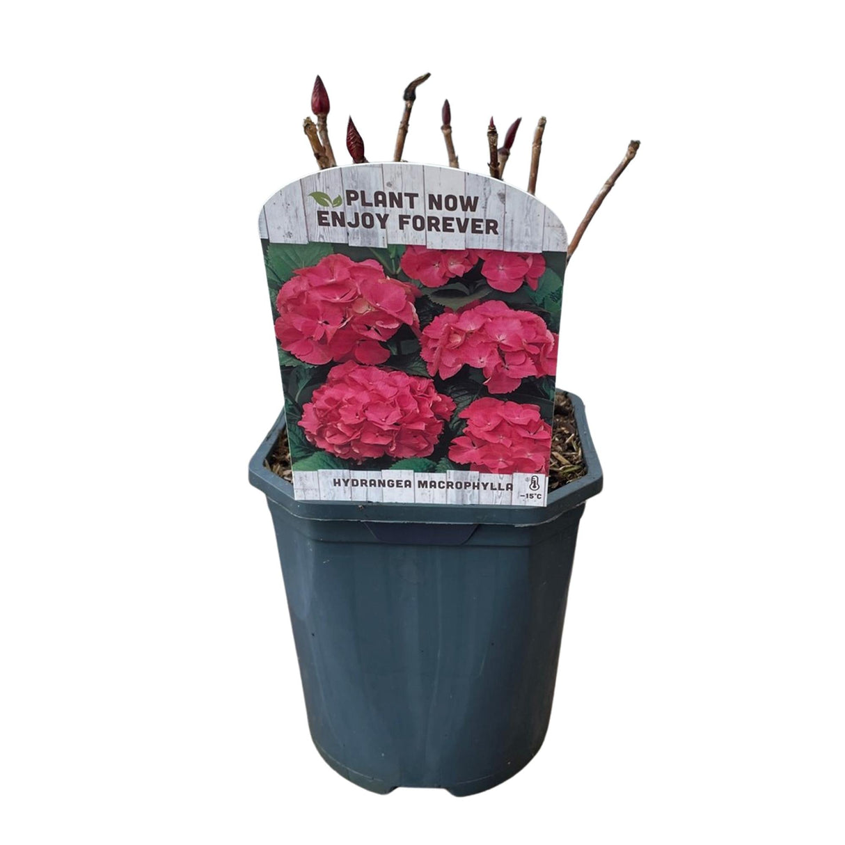 Livraison plante Hortensia rouge – Lot de 3 – Pot 17 cm – Hauteur 30 cm