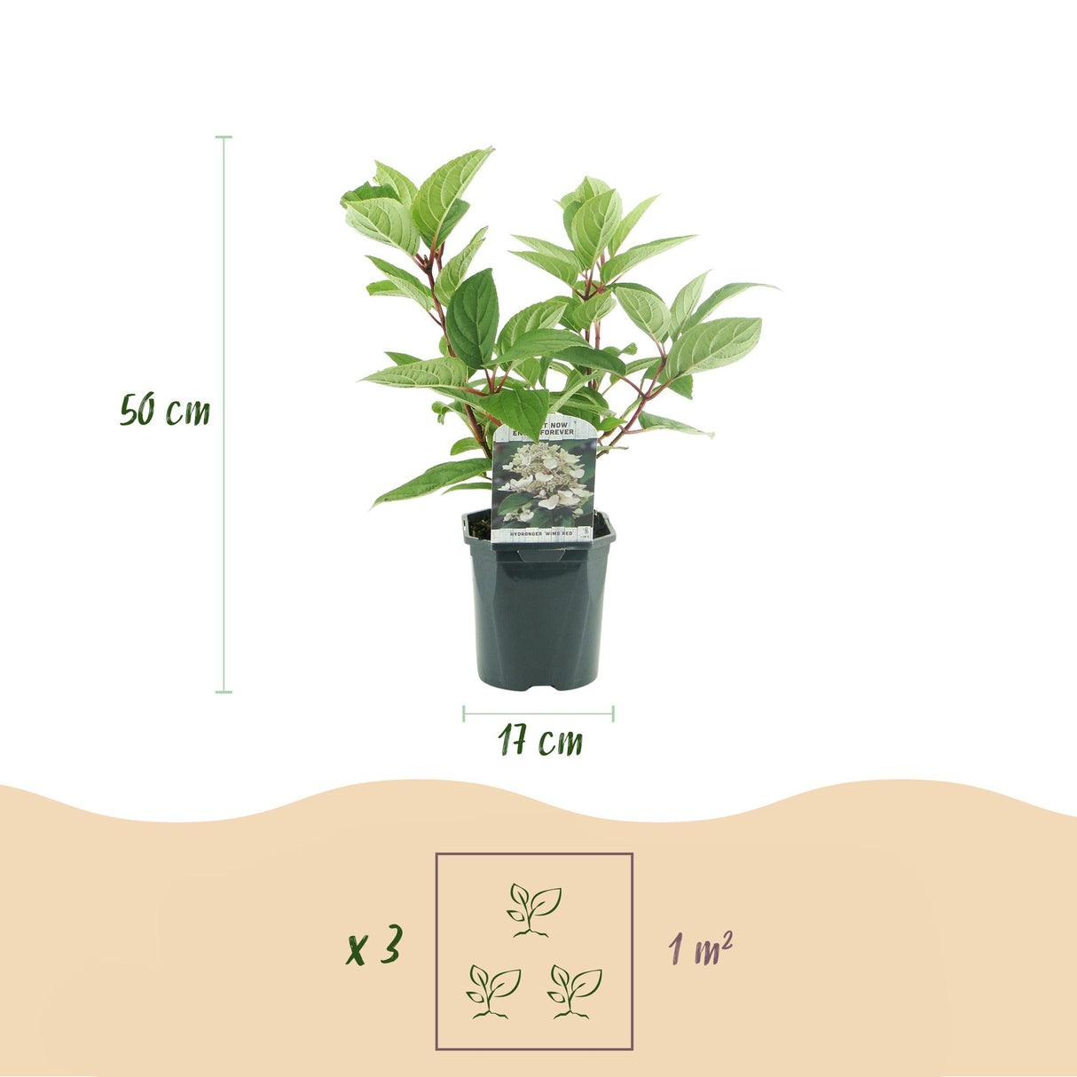 Livraison plante Hortensia Wims Red – Lot de 1 – Pot 17 cm – Hauteur 50 cm