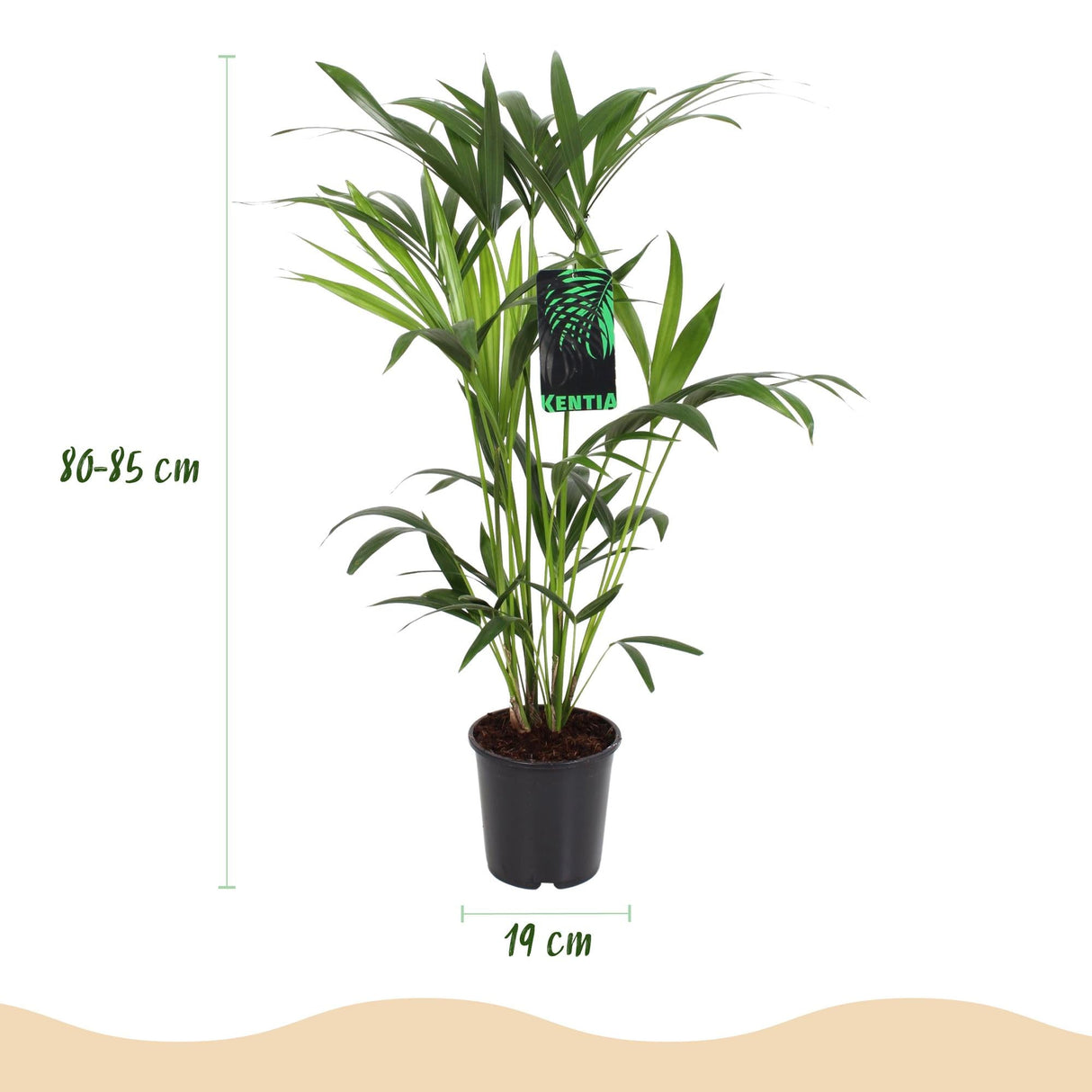 Livraison plante Howea Forsteriana d19cm H80cm