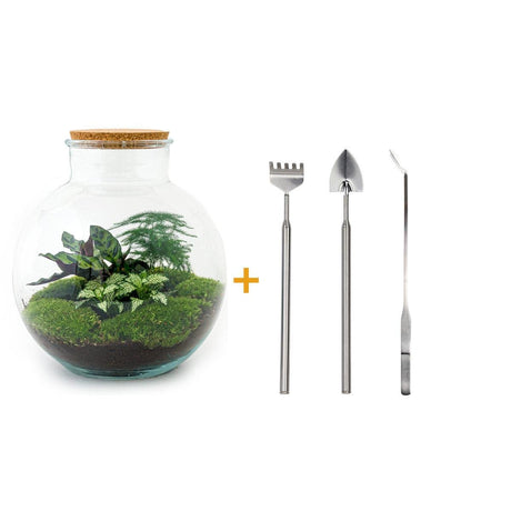 Livraison plante Kit Terrarium DIY - BAOBAB