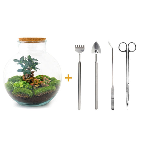 Livraison plante Kit Terrarium DIY - BAOBAB