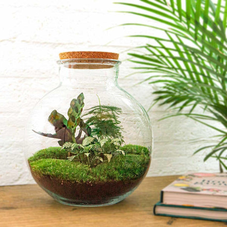 Livraison plante Kit Terrarium DIY - BAOBAB