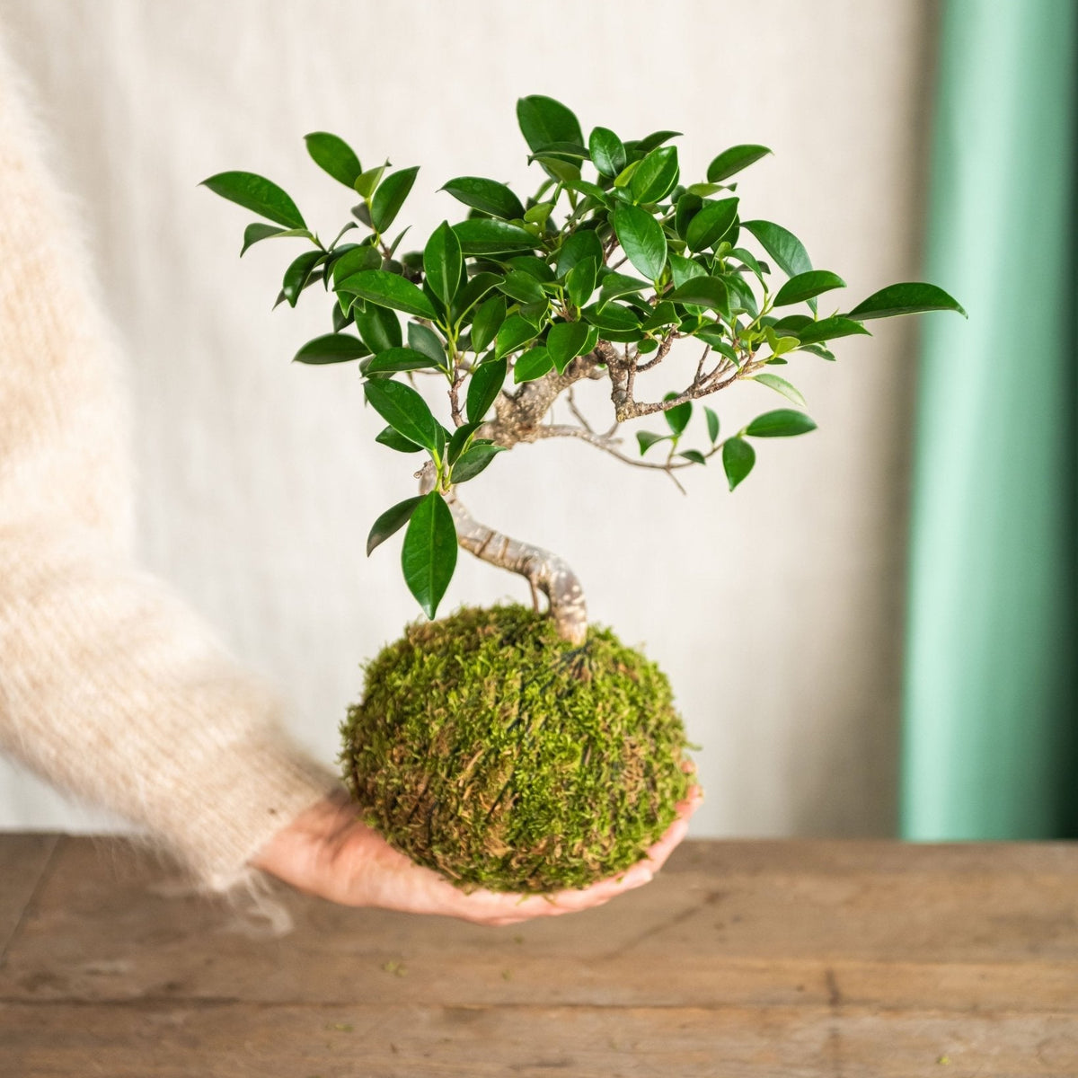acheter un bonsai Kokedama Bonsaï Ficus