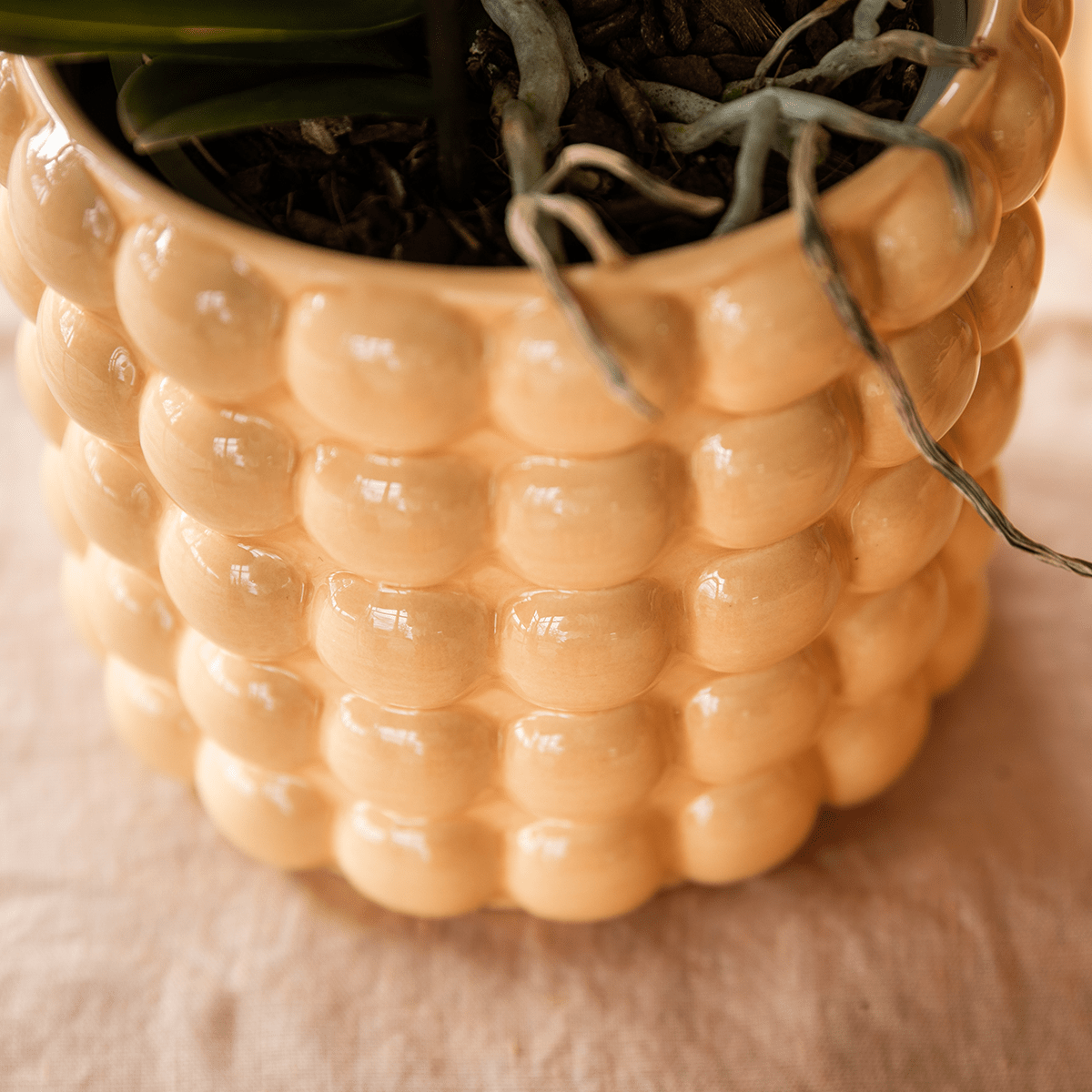 Livraison plante Kolibri Home | Poppy sierpot - Peach - Ø9cm