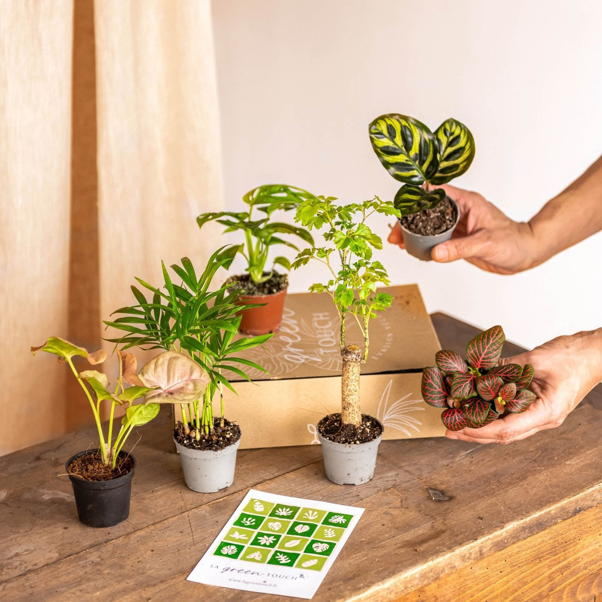 Boîte en bois naturel avec plantes succulentes et cactus