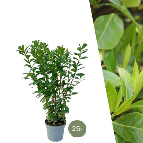 Livraison plante Laurier novita h125cm pour 10 mètres linéaires de haie 25x12L