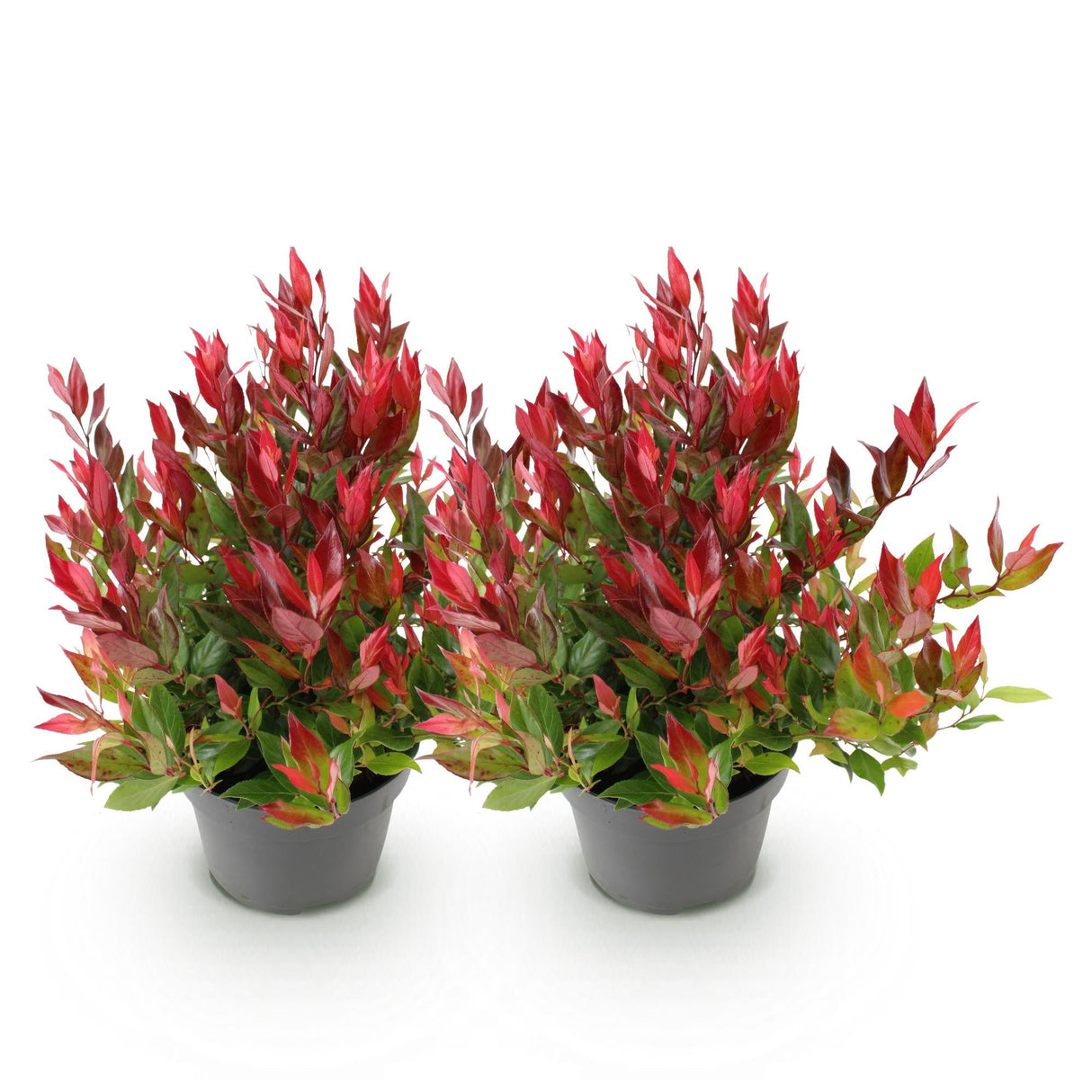 Livraison plante Leucothoe Little Flame – Lot de 2 – Pot 17 cm