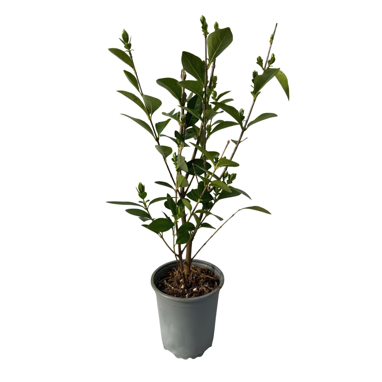 Livraison plante Ligustrum ovalifolium – Lot de 8 – Pot 9 cm – Hauteur 35 cm
