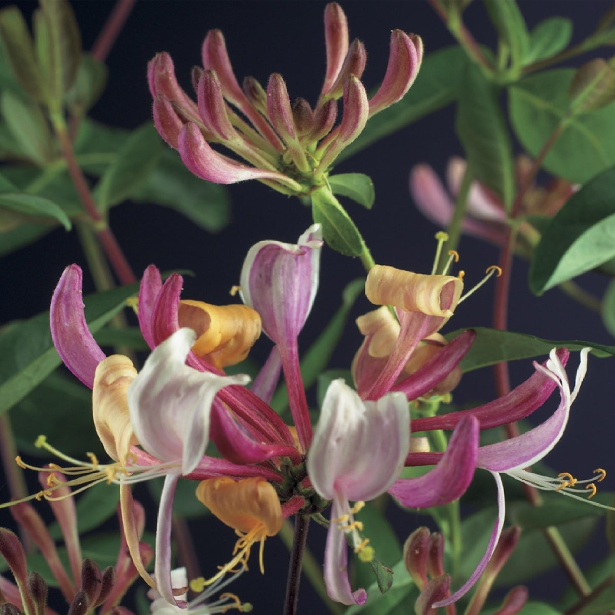 Livraison plante Lonicera Serotina – Lot de 2 – Pot 11 cm – Hauteur 40 cm