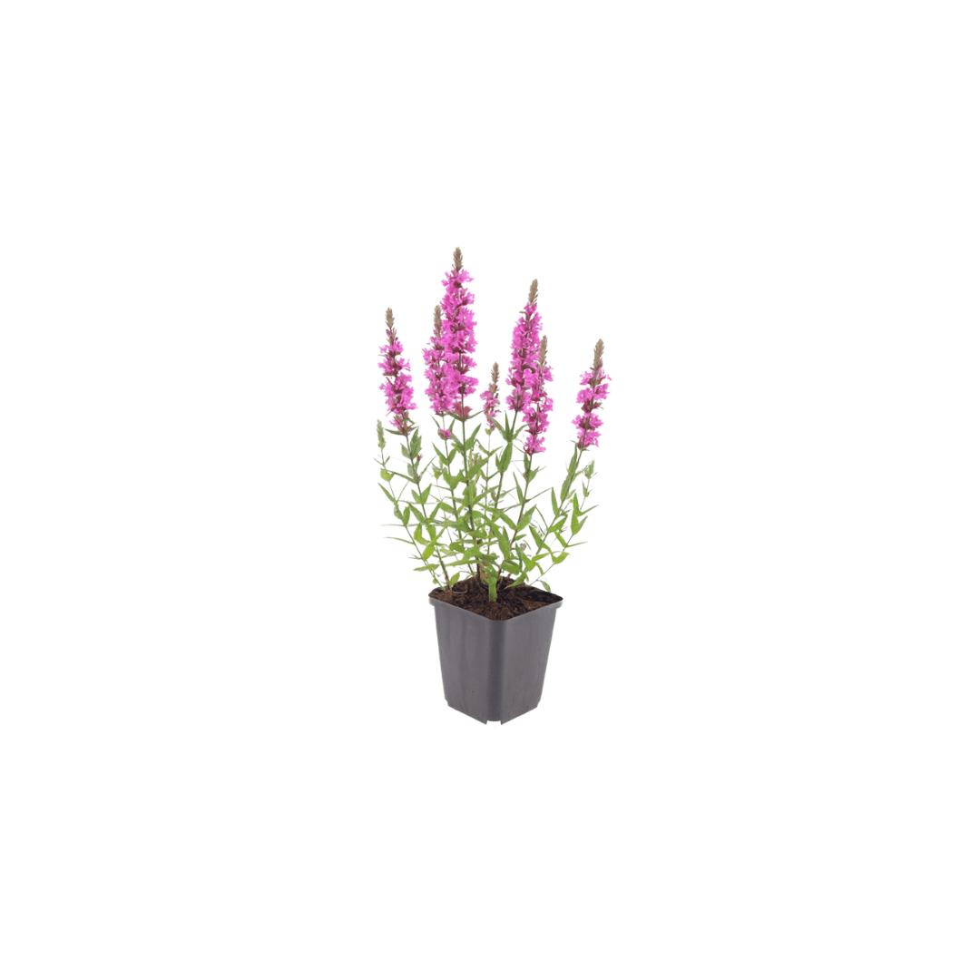 Livraison plante Lythrum salicaire