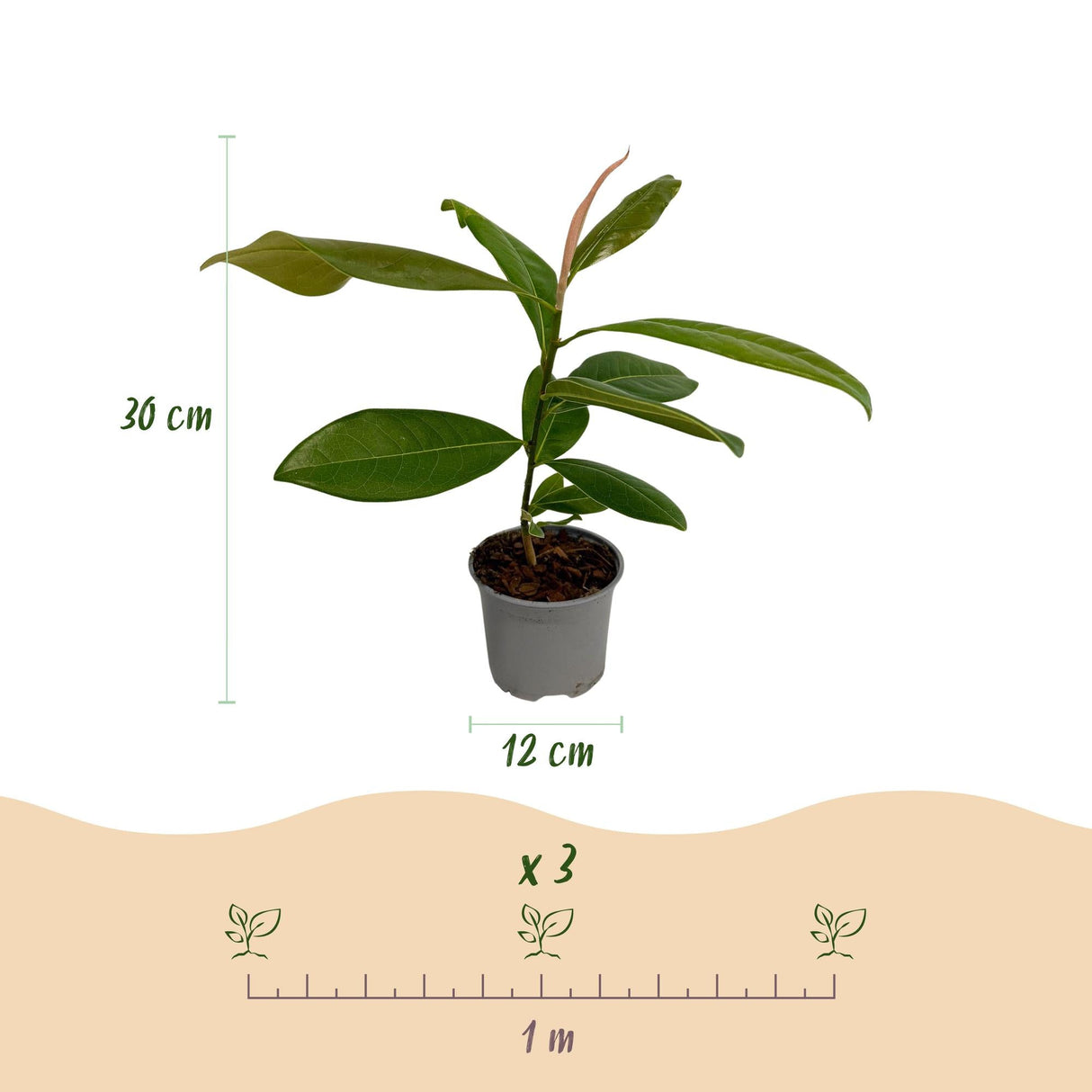 Livraison plante Magnolia grandiflora – Lot de 3 – Hauteur 30 cm