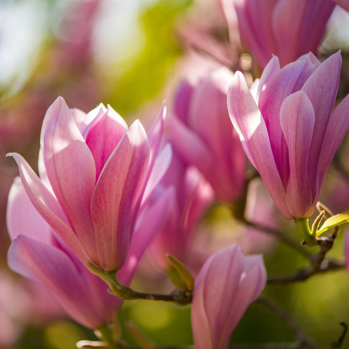 Livraison plante Magnolia Heaven Scent – Lot de 1 – Pot 12 cm – Hauteur 30 cm