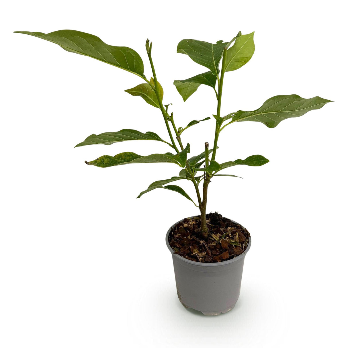 Livraison plante Magnolia sieboldii – Lot de 1 – Pot 12 cm – Hauteur 30 cm