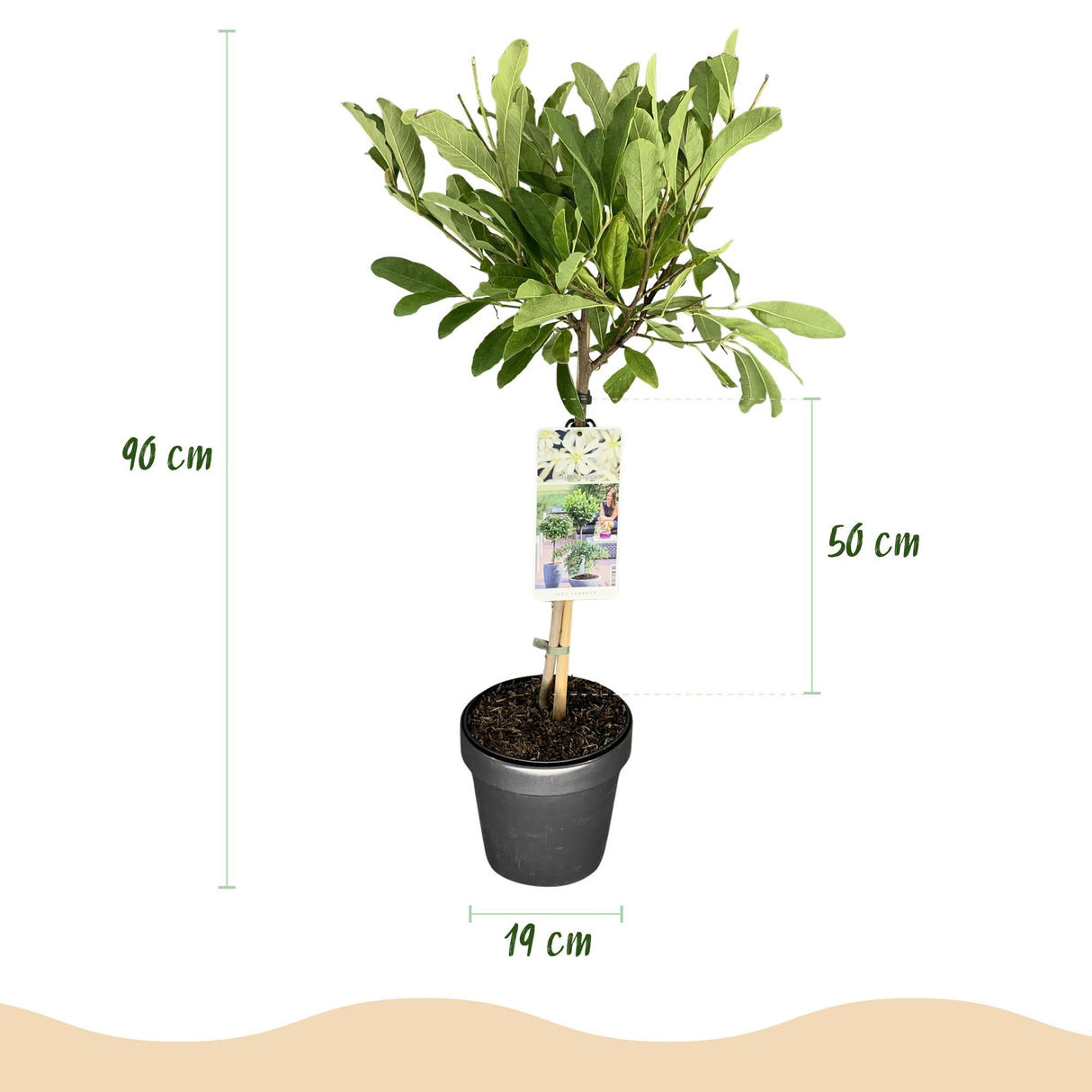 Livraison plante Magnolia stellata – Lot de 1 – Pot 19 cm – Hauteur 90 cm