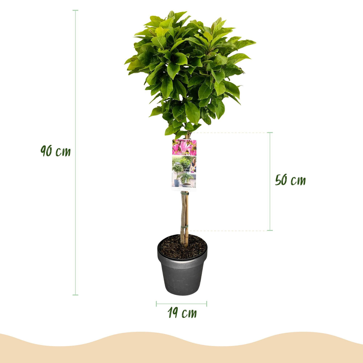 Livraison plante Magnolia Susan – Lot de 1 – Pot 19 cm – Hauteur 90 cm