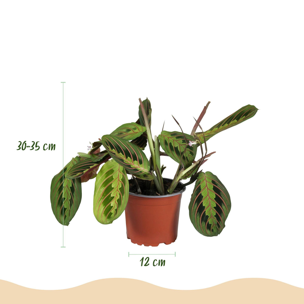 Livraison plante Maranta Fascinator
