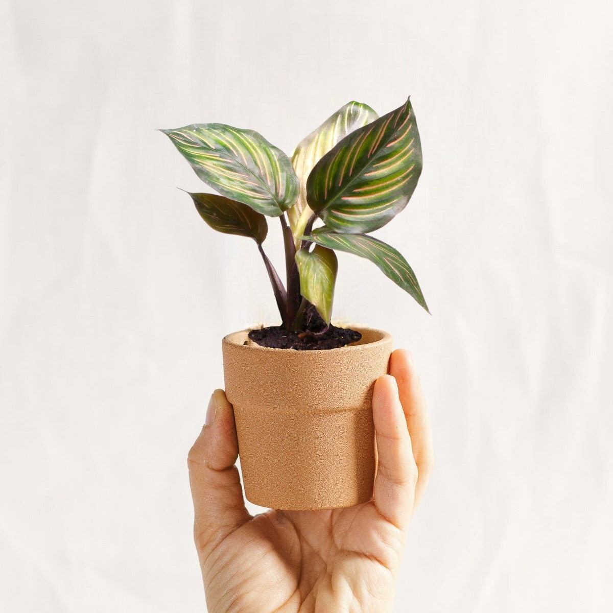 calathea mieli Mini Calathea Mieli