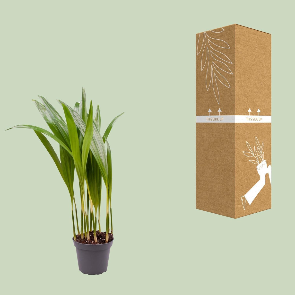 Livraison plante Mini Chrysalidocarpus Lutescens